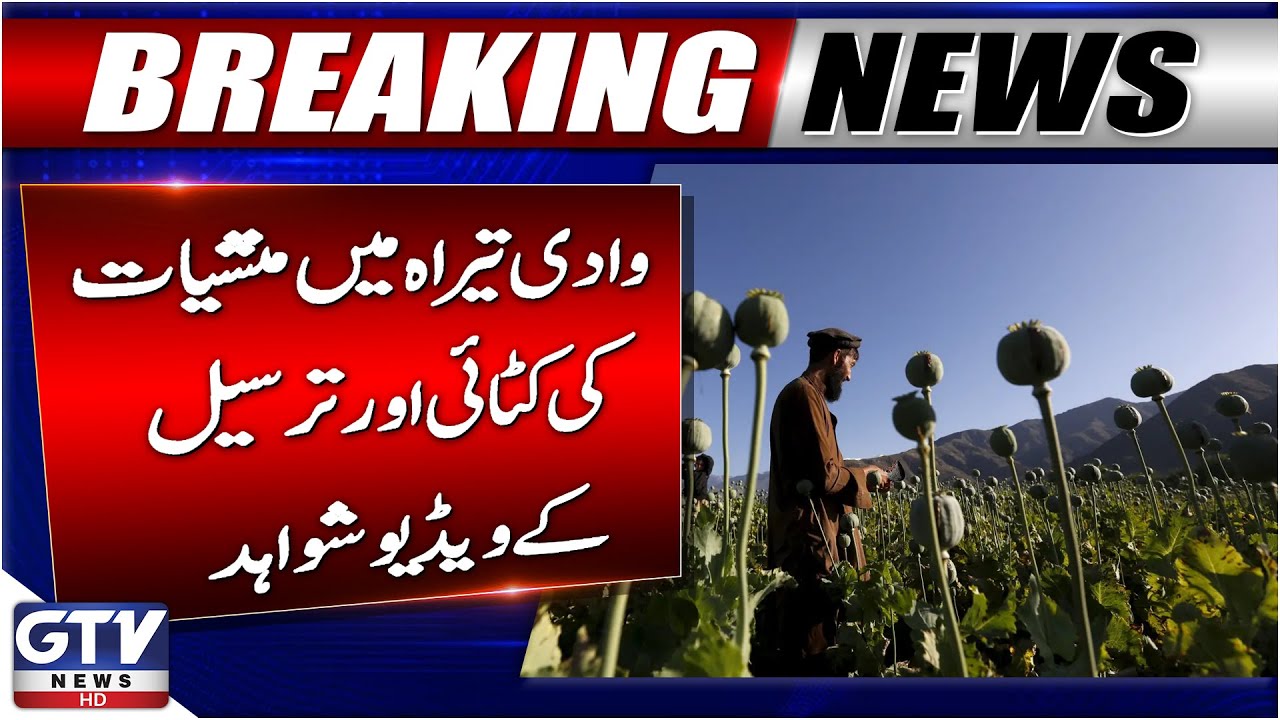 D*ug Cultivation & Trafficking in Tirah Valley | Shocking Video Evidence | Breaking News