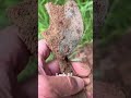 Window Latch But From What? #viral #metaldetecting #metaldetector #automobile #history