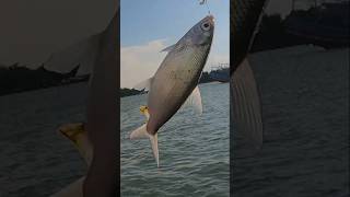 Haup Plung Nyut, Mancing Bandeng Liar