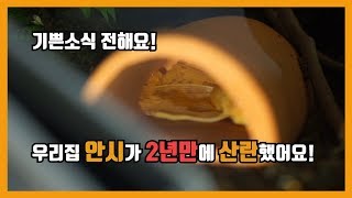 우리집 안시가 2년만에 산란했어요! 너무 기쁘네요!