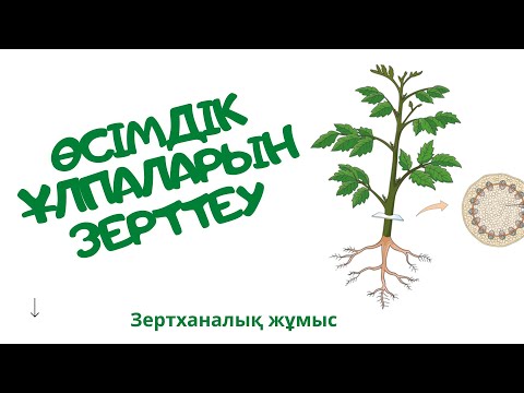 Бейне: Вакуольдің мақсаты қандай?