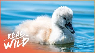 The Mourning Routine of Adorable Baby Swans | Baby Animals in Our World