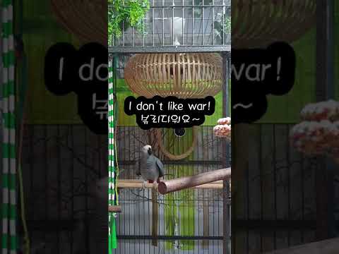 생방송도 척척 해내는 앵무새 K-parrot [연구대상똘이뷰] Korean-gray parrot#shorts