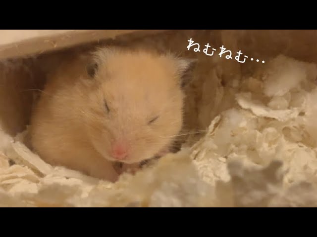 【きんくま】 YouTube