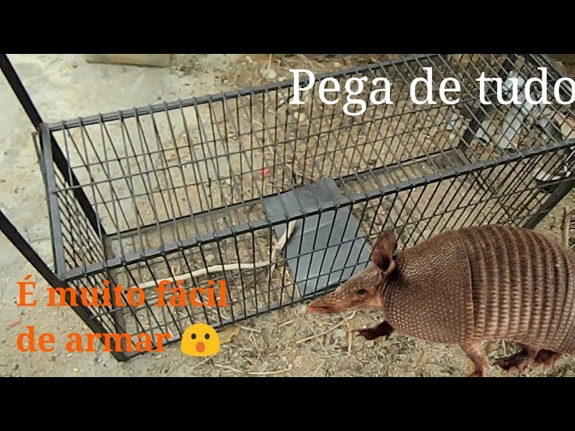 Jaula casera para atrapar gatos y otros usos gateros