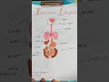 Internal Organs of Human Body with clay Science project for class 3 #chennai #holiday #shorts