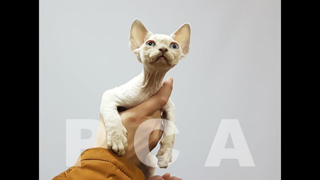 корниш рекс питомник минск Презентация котят девон рексов питомника кошек PCA УМКИН ДОМ