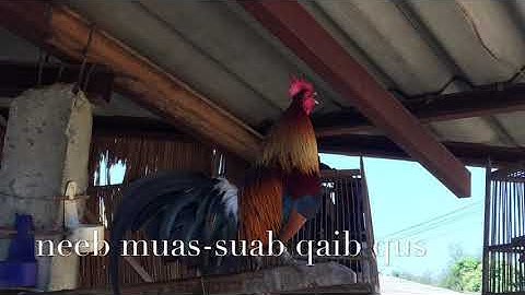 Suab qaib quas zoo (เสียงขันอมตะ)