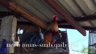 Suab qaib quas zoo (เสียงขันอมตะ)