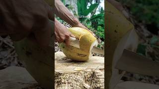 Cutting Young Coconut in the Middle of Forest #nature #asmr #coconut