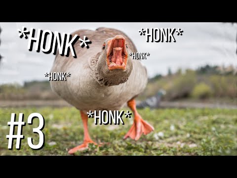 Untitled Goose Game #3