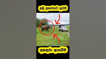Narrow escape from a wild elephant attack🫣#shortvideo #shortsfeed #shorts #viral #elephant #attack
