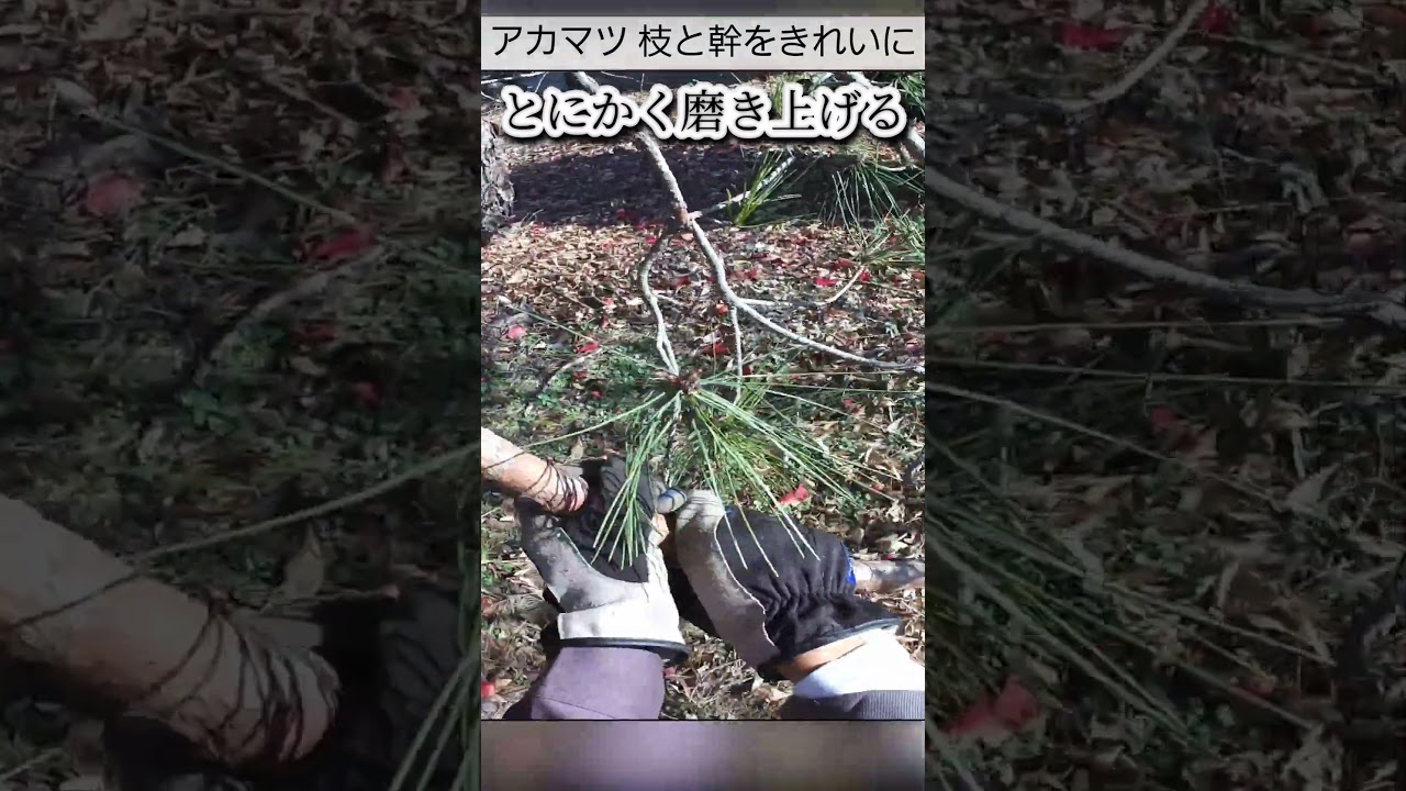 【アカマツ】樹皮をこする理由・やり方