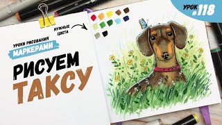 картинка: Как нарисовать таксу? / Видео-урок по рисованию маркерами #118