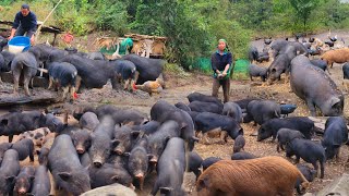 The old couple took care of the piglets and built a rain farm for chickens and pigs by Lulu famr 22,233 views 1 month ago 38 minutes