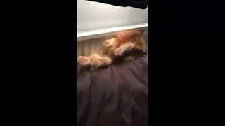 cat fails to exist properly