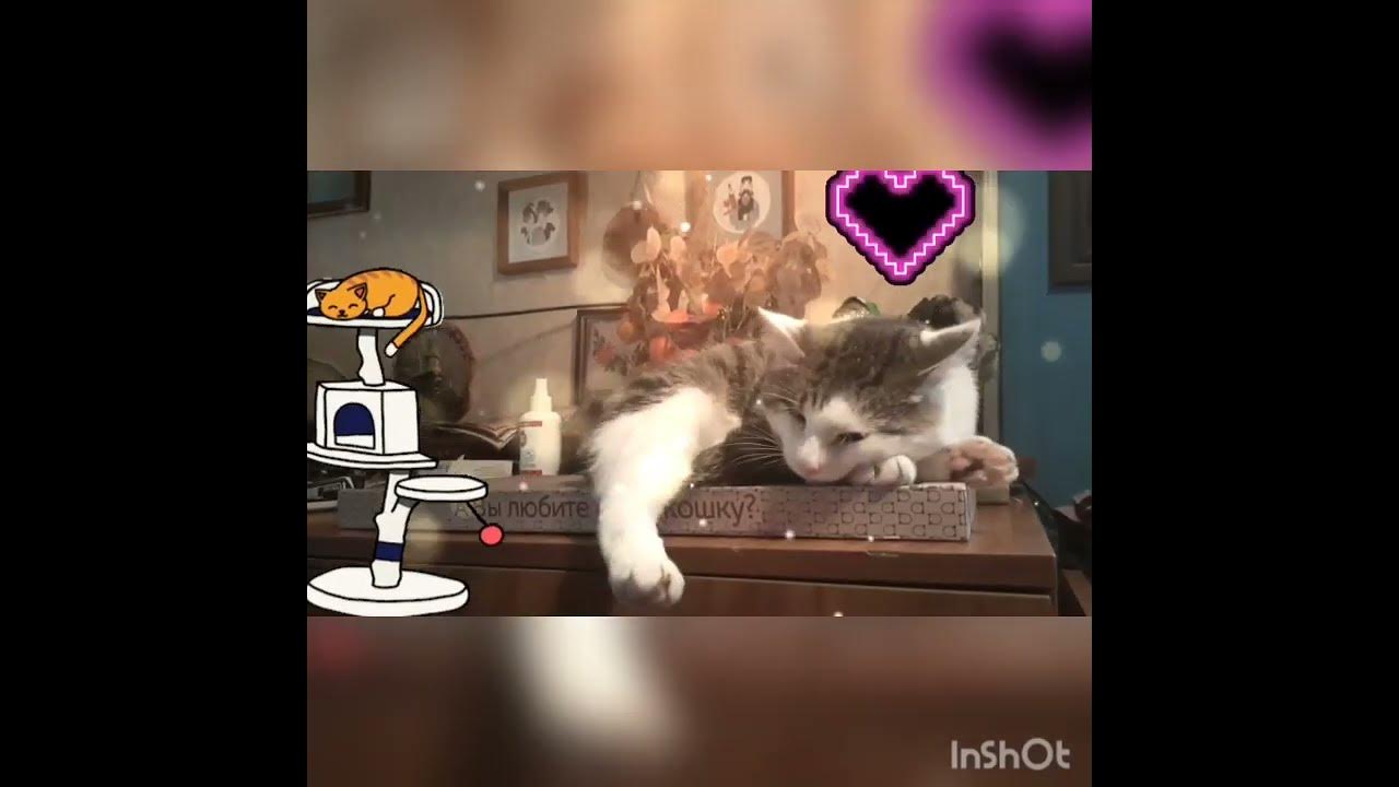 Удовольствие и блаженство ️😻 - YouTube