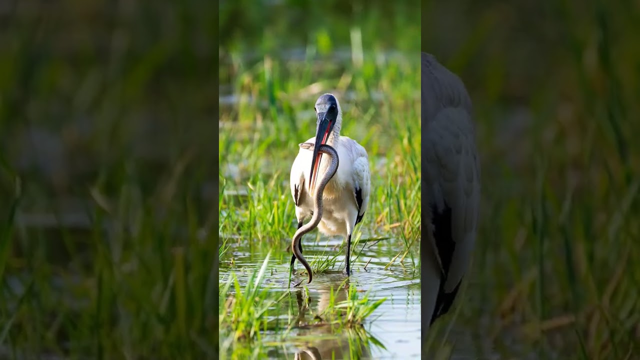 Watch Snake Didn’t Escape 😳 Stork Hunt 4K | 4K Wildlife: Stork Grabs Snake 🐍 on YouTube Watch Snake Didn’t Escape 😳 Stork Hunt 4K | 4K Wildlife: Stork Grabs Snake 🐍 on YouTube