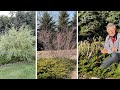Dappled Willow | A Shrub You’ll Love! (even after winter damage)