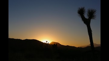 Why the Joshua tree needs protection