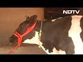 Centre bans cattle slaughter across the nation, Kerala opposes
