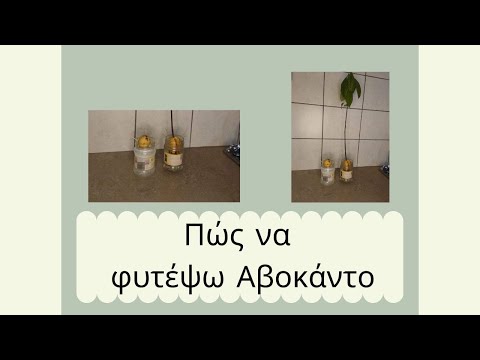 Πώς να φυτέψω αβοκάντο