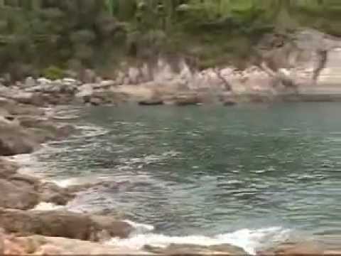 thailand snakes identification Magic Beach, Patong, Phuket, Thailand