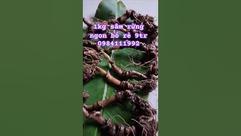 Lô sâm rừng quá rẻ #sâm_ngọc_linh_rừng #sâm_lai_châu_rừng #sâm_ngọc_linh #sâm_ngọc_linh_rừng