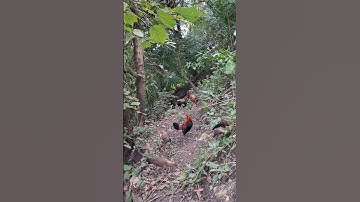 gà rừng mã đỏ cực xong.qaib qus qua zoo khav tiag tiag