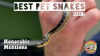 BEST PET SNAKES FOR BEGINNERS | EP.2: Honorable Mentions