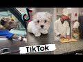 TikToks that make you go AAWWW ~ Funny Dogs of Tik Tok ~ Try Not to Laugh