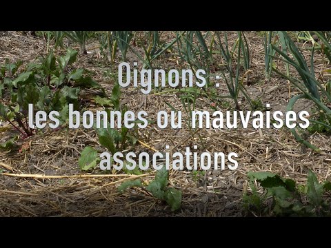 Vidéo: Est-ce que les poireaux et les oignons verts sont pareils ?