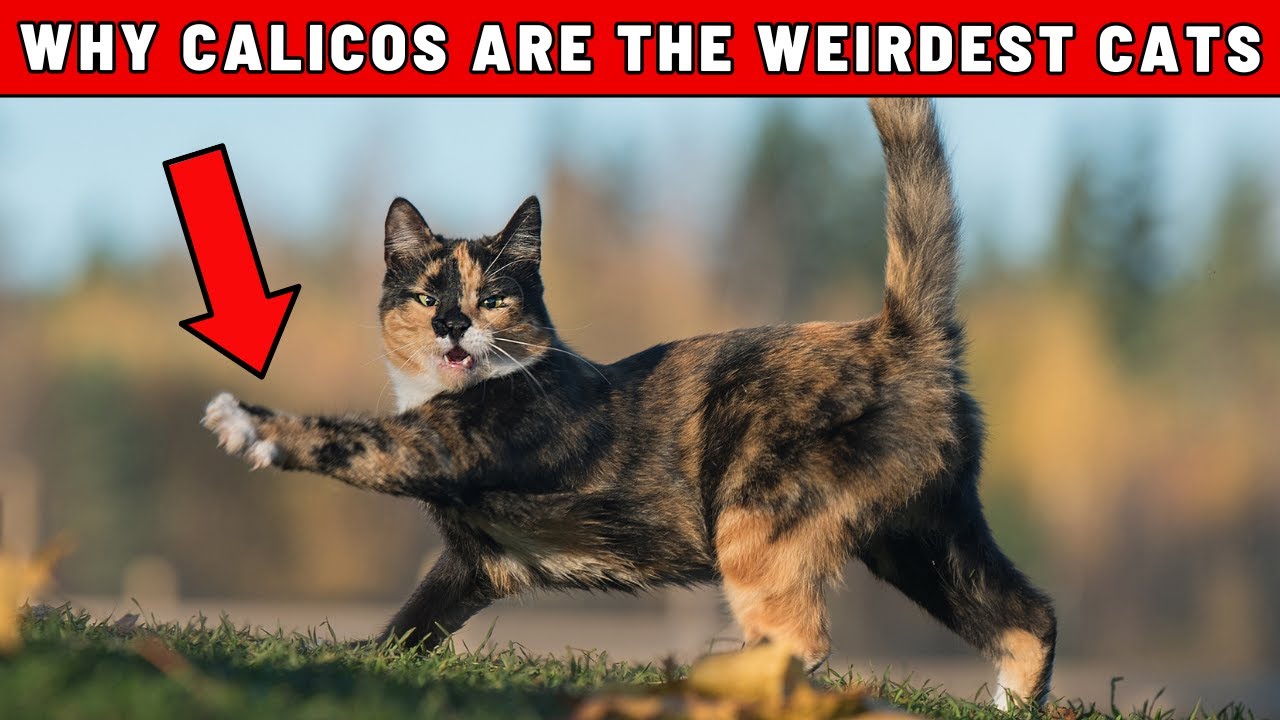 Researchers Confirm: Calicos are the Weirdest Cats in the World – Here is Why
