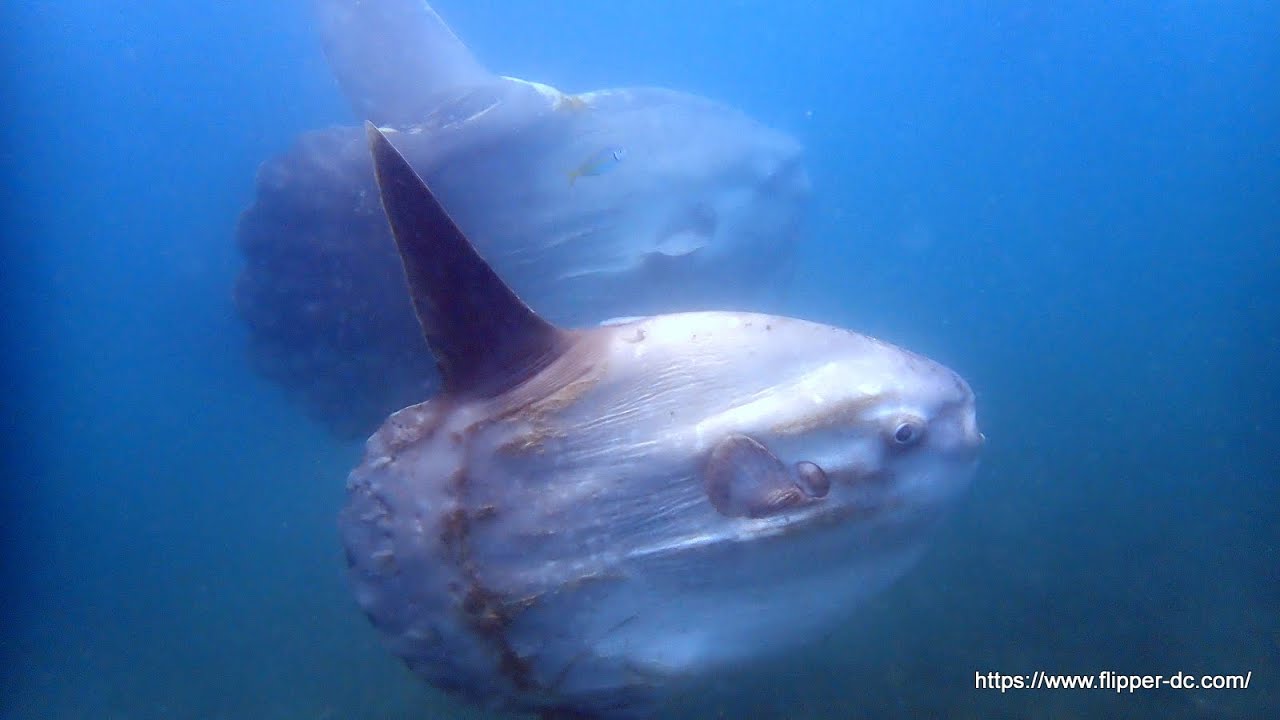 2024/06/06波左間 マンボウに会える海 2mクラスの大きいのからかわい子まで、4匹のマンボウと一緒に泳げるよ 群馬県伊勢崎市の ...