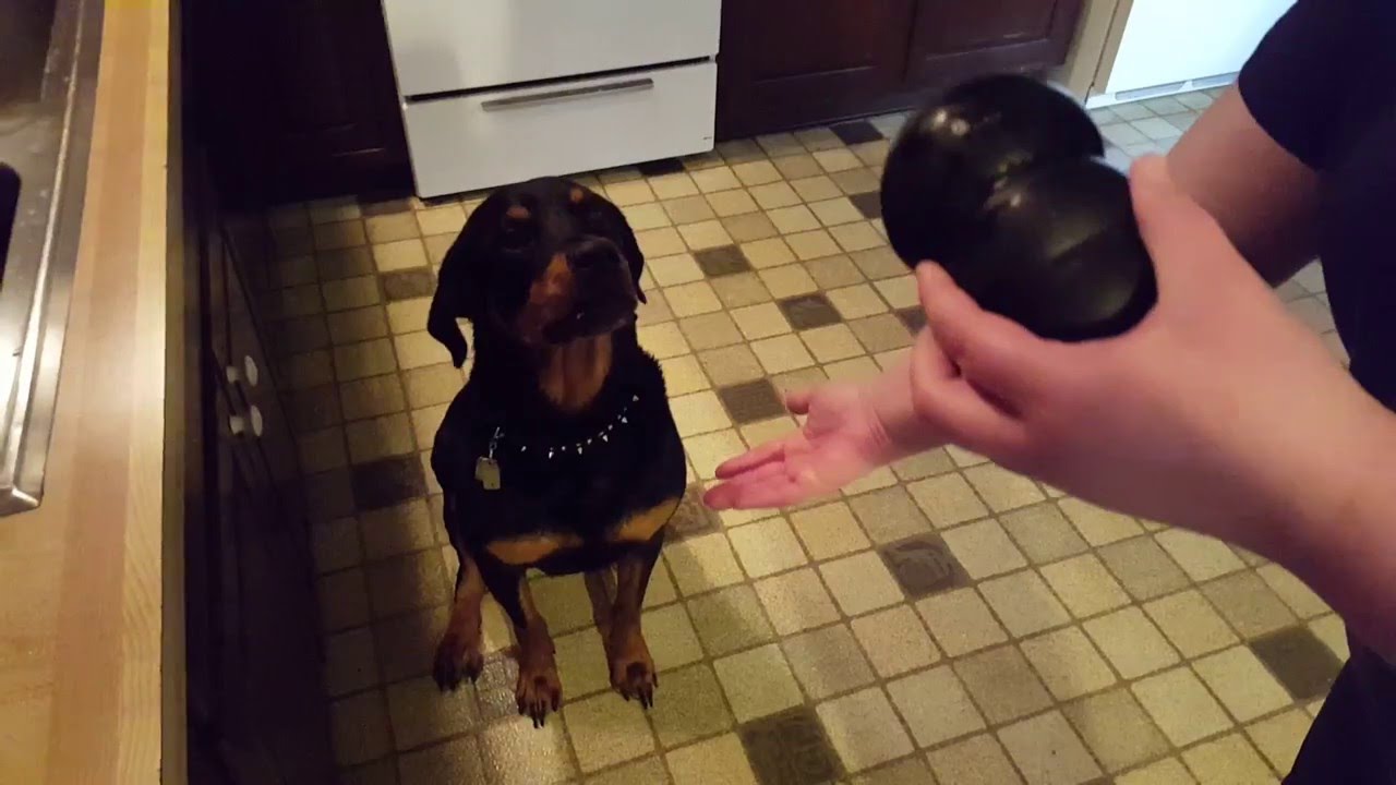 Rottweiler Going Crazy For Peanut Butter Cant Control Himself Youtube