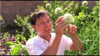 Organic Gardening is My Answer to Cancer