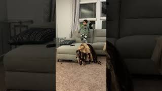 Alex Jumping On The Couch