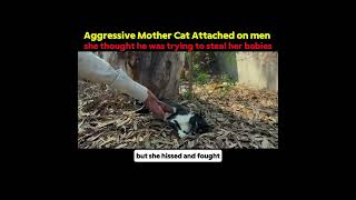 Aggressive Mother Cat Attacking On Man Because She Thinking Man Try To Steal Her Babies
