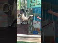 The Sealion Didn't Expect This Angle 🦭 #accessibility #shorts