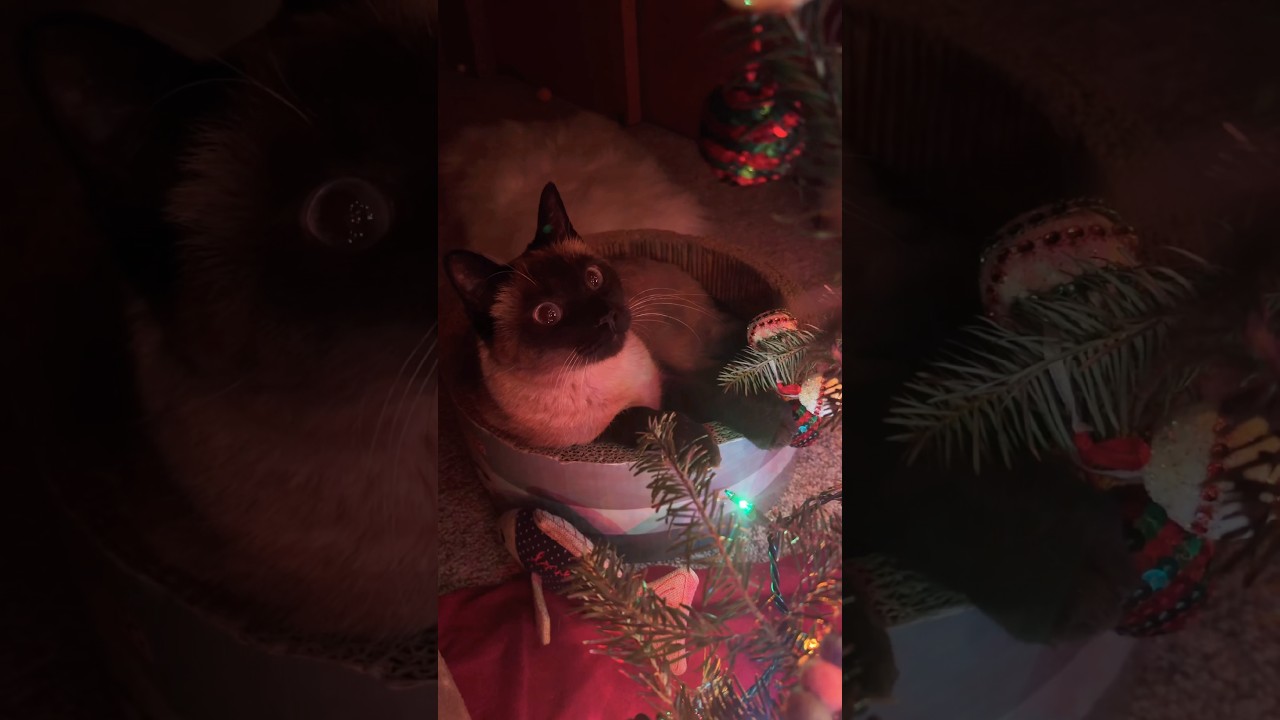 My precious Simon woke up playing with his sparkly ornaments how cute is that!  Best present ever!🥰