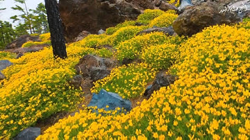 وجاءت سكرة الموت بالحق تلاوة مؤثرة للشيخ صلاح البدير