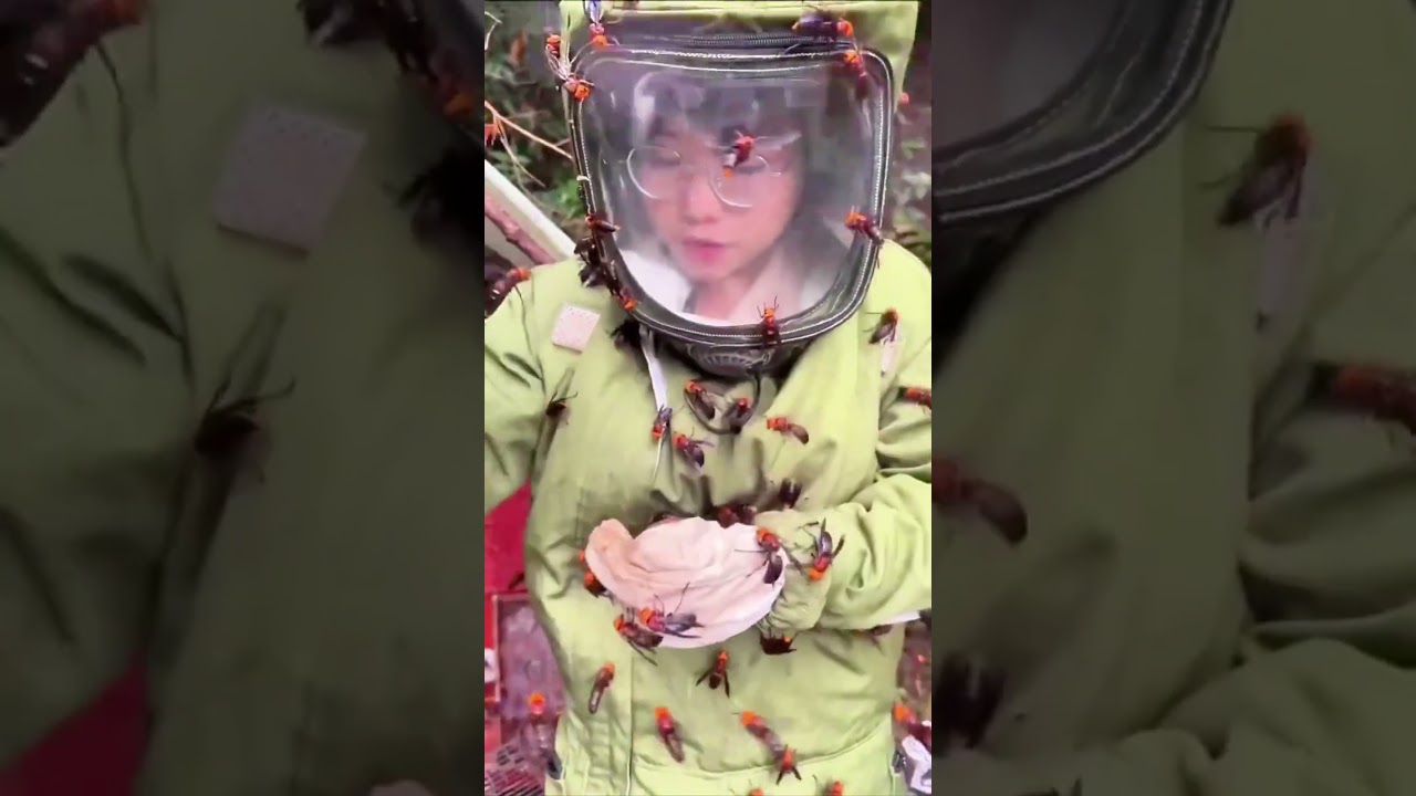 ¡Caza avispones gigantes como si fueran dulces! 😱