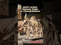 Amazing! 😱Asia&#39;s Largest Dinosaur Fossil in Chinese Museum! | Museum of China