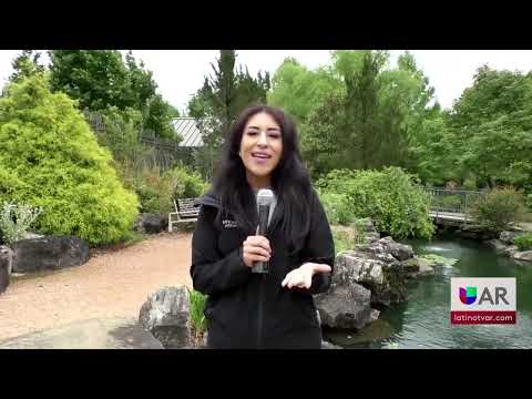 Video: Los mejores jardines botánicos de Arkansas