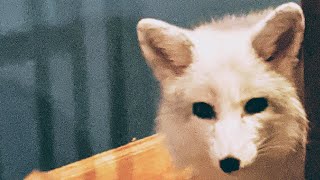 There's NO such thing as a peaceful meal with Pet Foxes around! by Kristina Wieghmink 1,973 views 4 years ago 2 minutes, 5 seconds