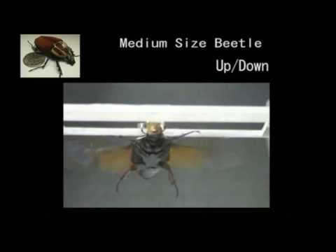 remote controlled beetle by DARPA