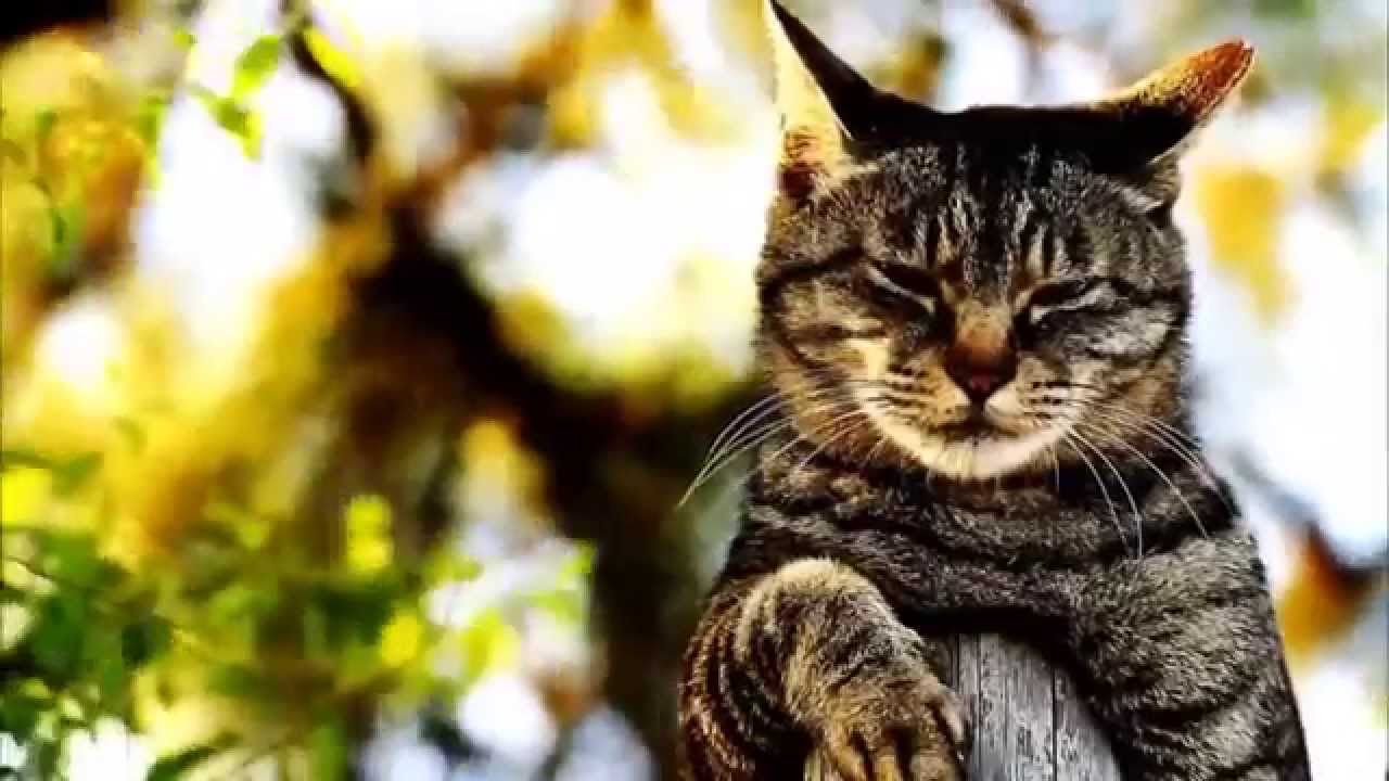 Ис кот. Кот медитирует. Кот в медитации. Коты 2016. Sad Cat.