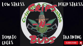 Training Cannabis With Tomato Cages Update | Low Stress High Stress.
