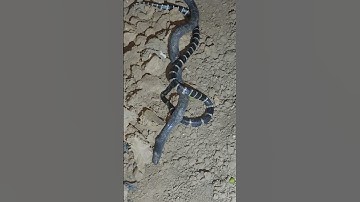 cạp nia và rắn hổ hành #cobra #cạpnia #rắnhổhành