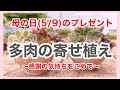 【多肉植物】【多肉寄せ植え】5/9母の日。多肉の寄せ植えをプレゼント✨POTS鉢に寄せ植えします♫　